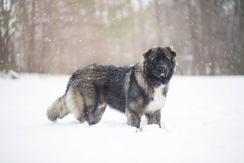 Cane da pastore del Caucaso, tutto sul cane grosso cane da montagna