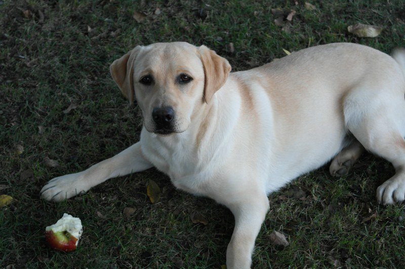 I cani possono mangiare le mele?