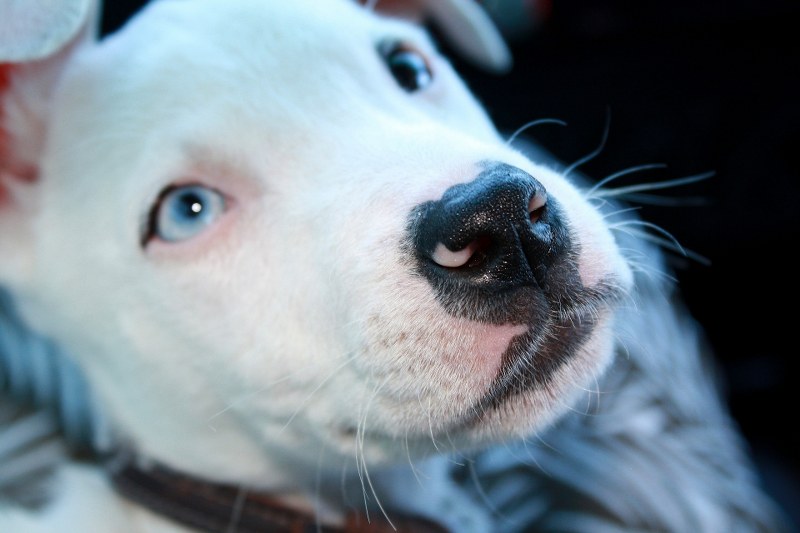 Temperamento dell’American Pit Bull Terrier: perché è sbagliato ritenerli aggressivi