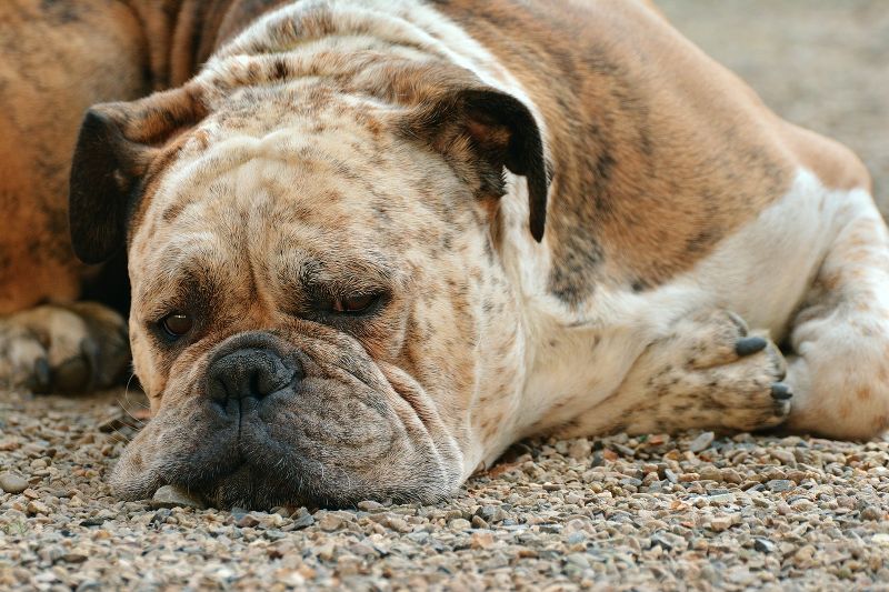 La rogna del cane: scopriamo come si può curare in modo naturale