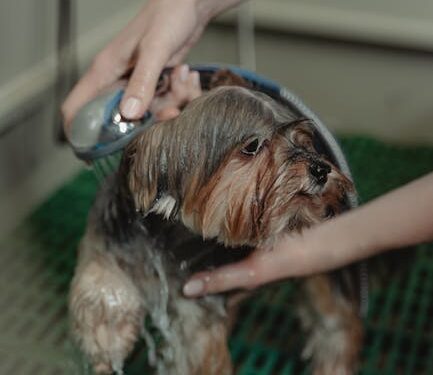 A Yorkshire Terrier dog being showered during grooming inside a pet care facility.
