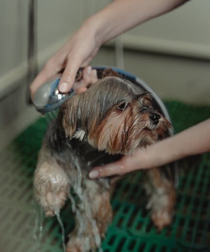 A Yorkshire Terrier dog being showered during grooming inside a pet care facility.